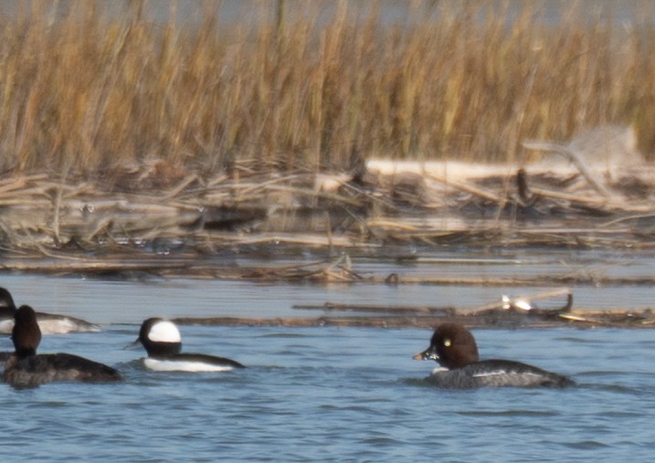 kvinand - ML646479837