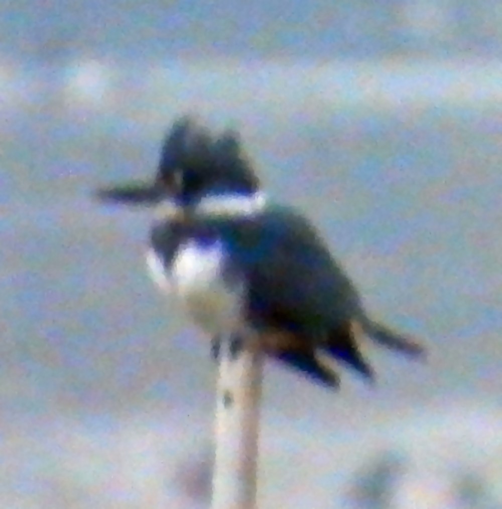 belteisfugl - ML646479842