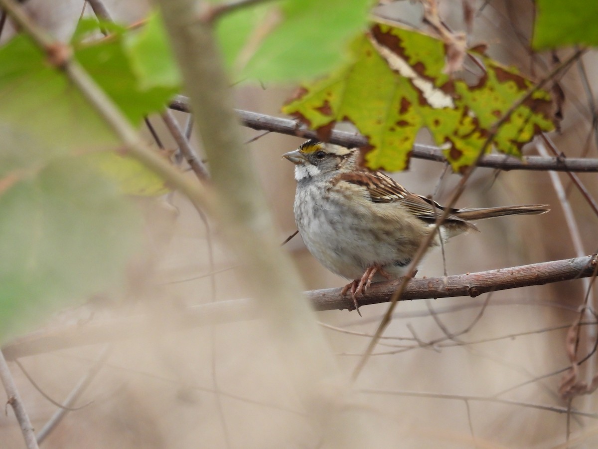 hvitstrupespurv - ML646479844