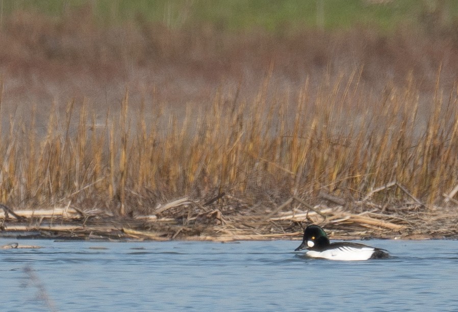 kvinand - ML646479845