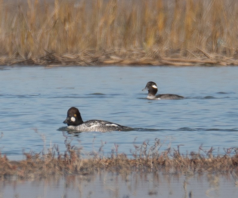 kvinand - ML646479846