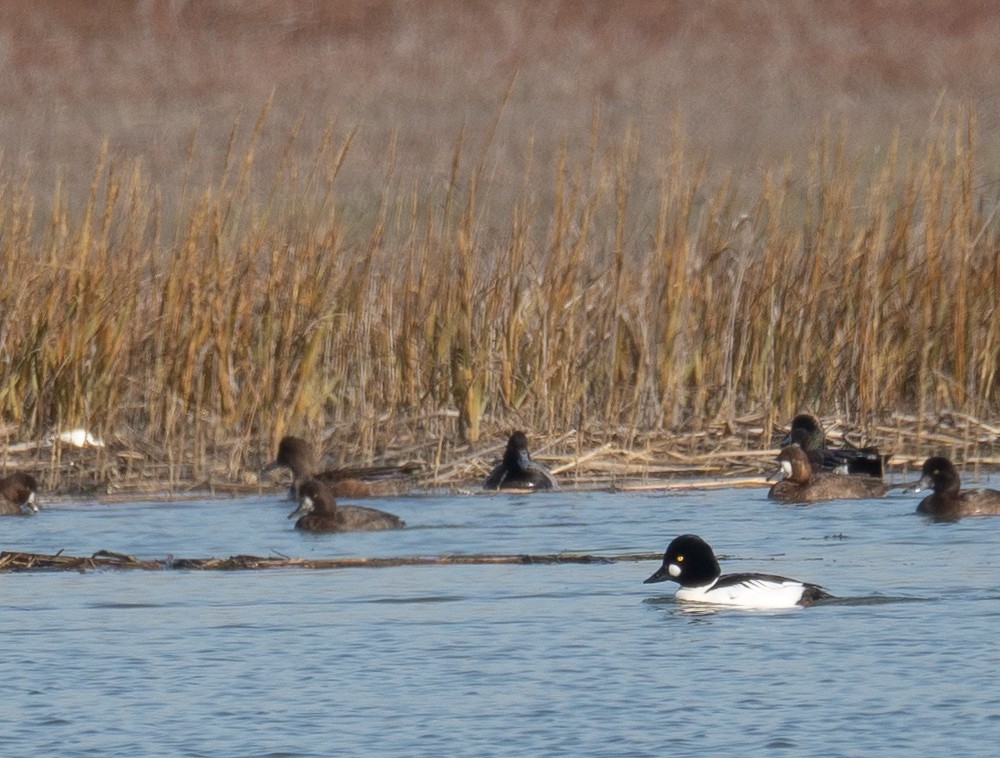 kvinand - ML646479847