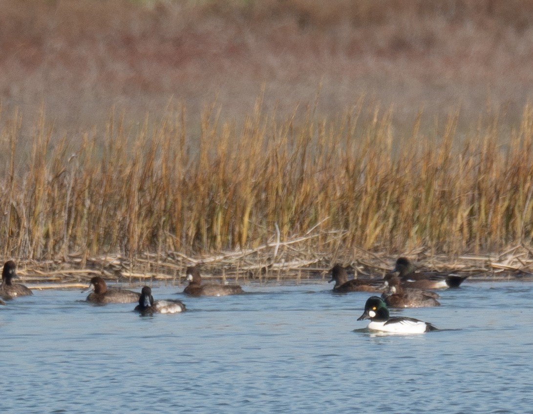 kvinand - ML646479848