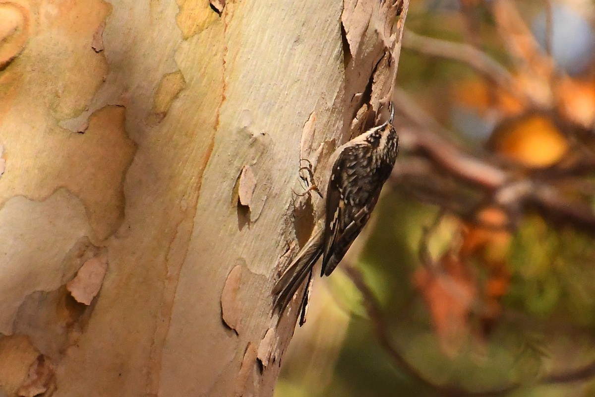 amerikatrekryper - ML646479852