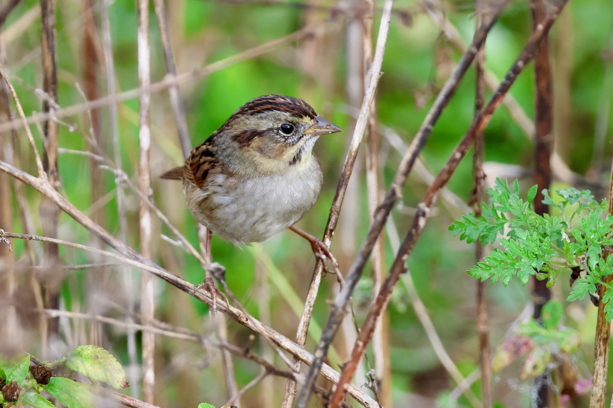 sumpspurv - ML646479854