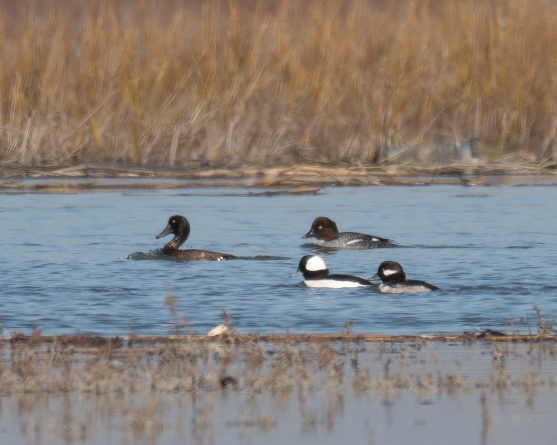 kvinand - ML646479855