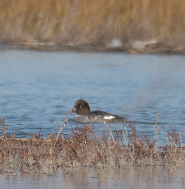 kvinand - ML646479856