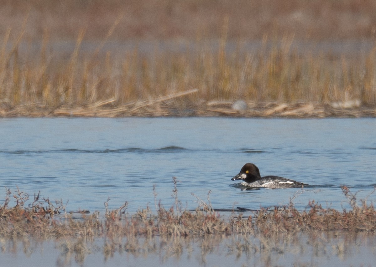 kvinand - ML646479857