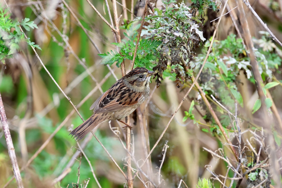 sumpspurv - ML646479858