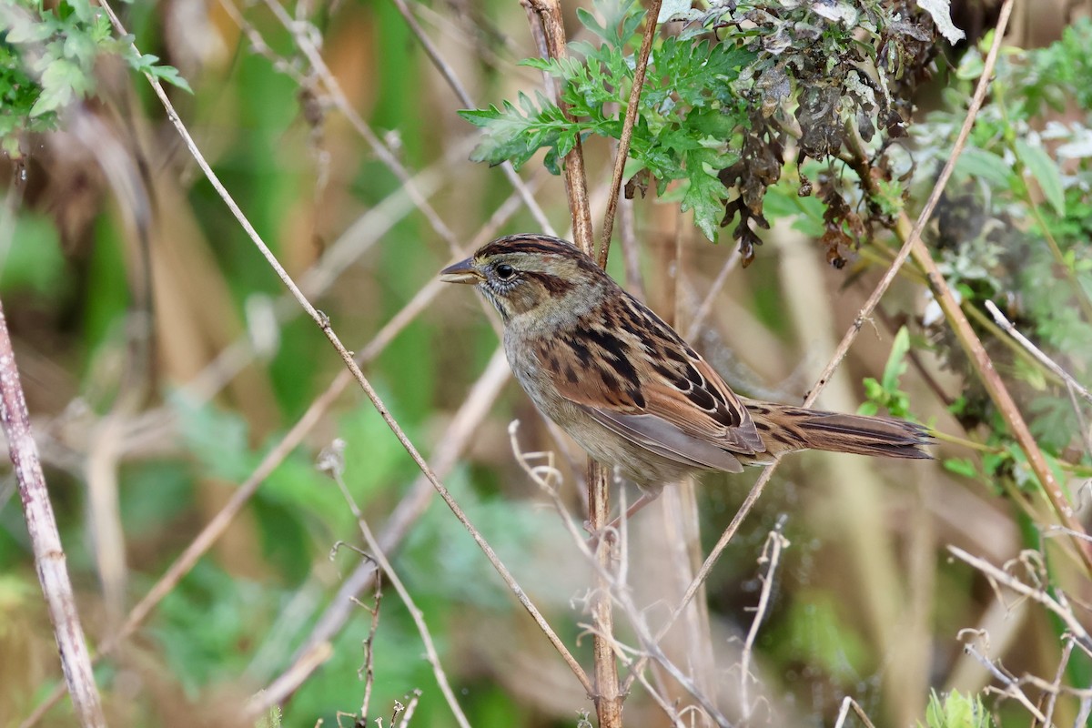 sumpspurv - ML646479859