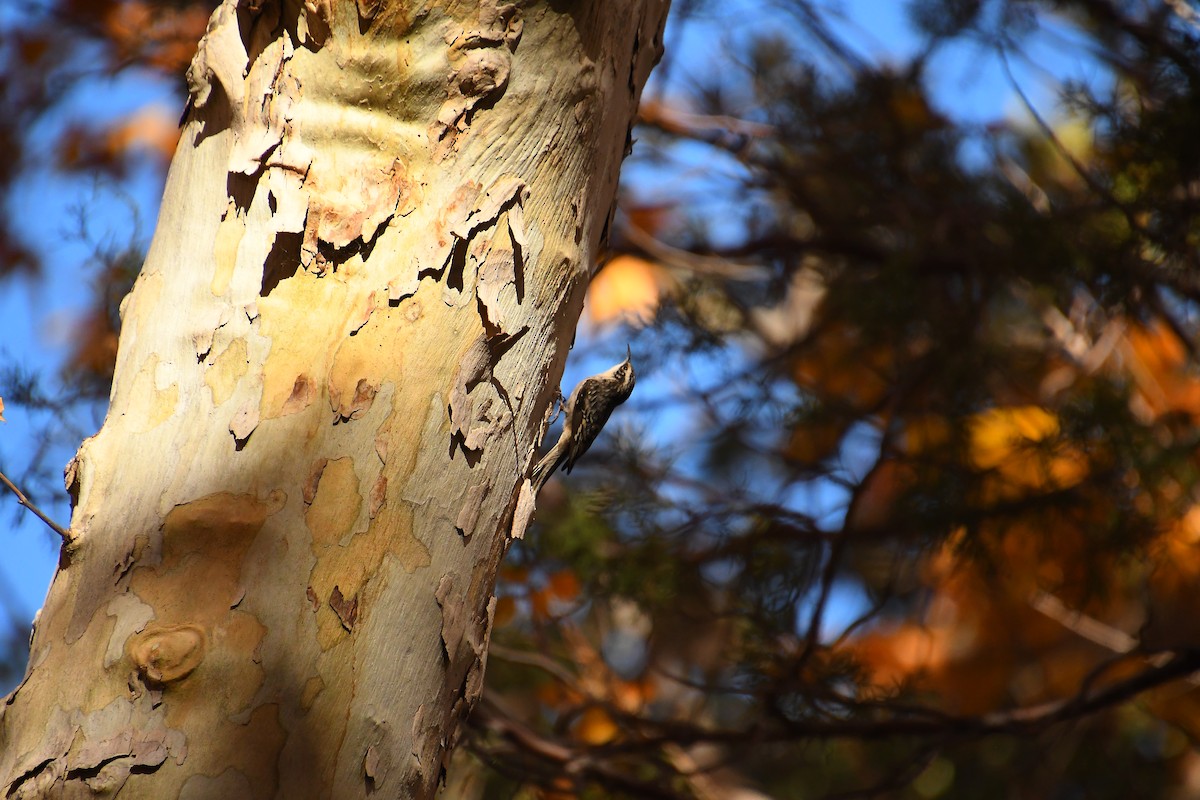 amerikatrekryper - ML646479860