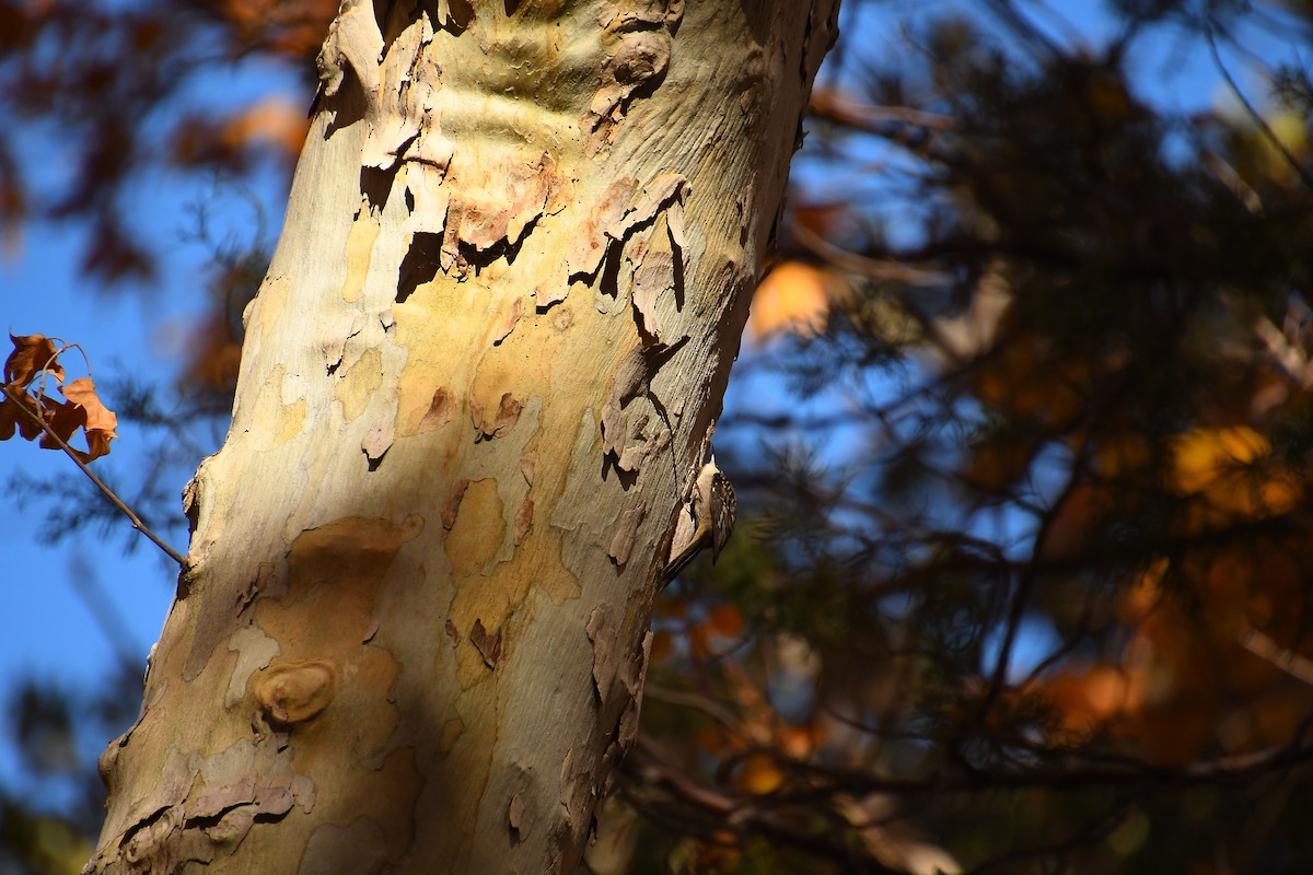 amerikatrekryper - ML646479861