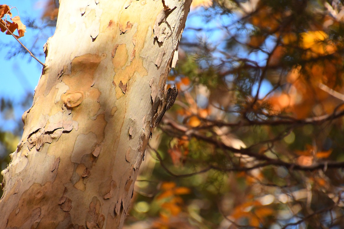 amerikatrekryper - ML646479862