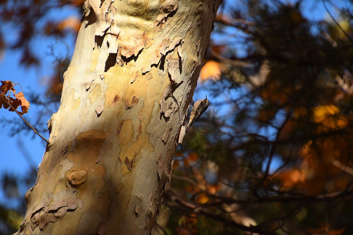 amerikatrekryper - ML646479863