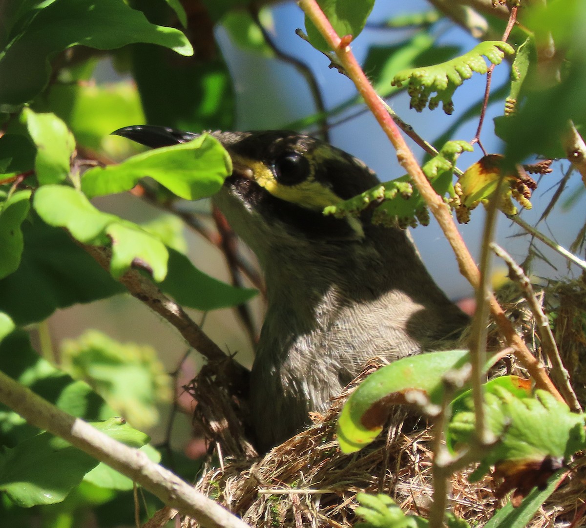 gulstripehonningeter - ML646479864