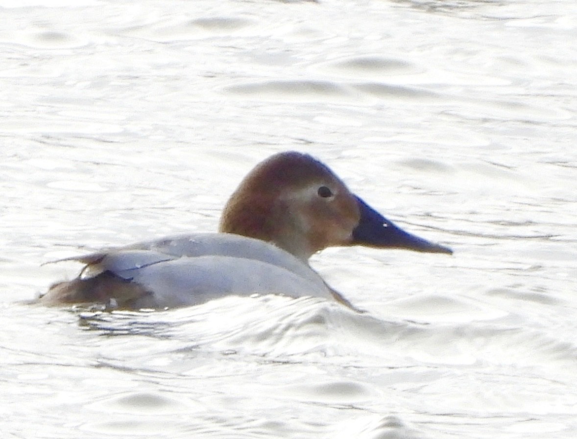 kanvasand - ML646479865