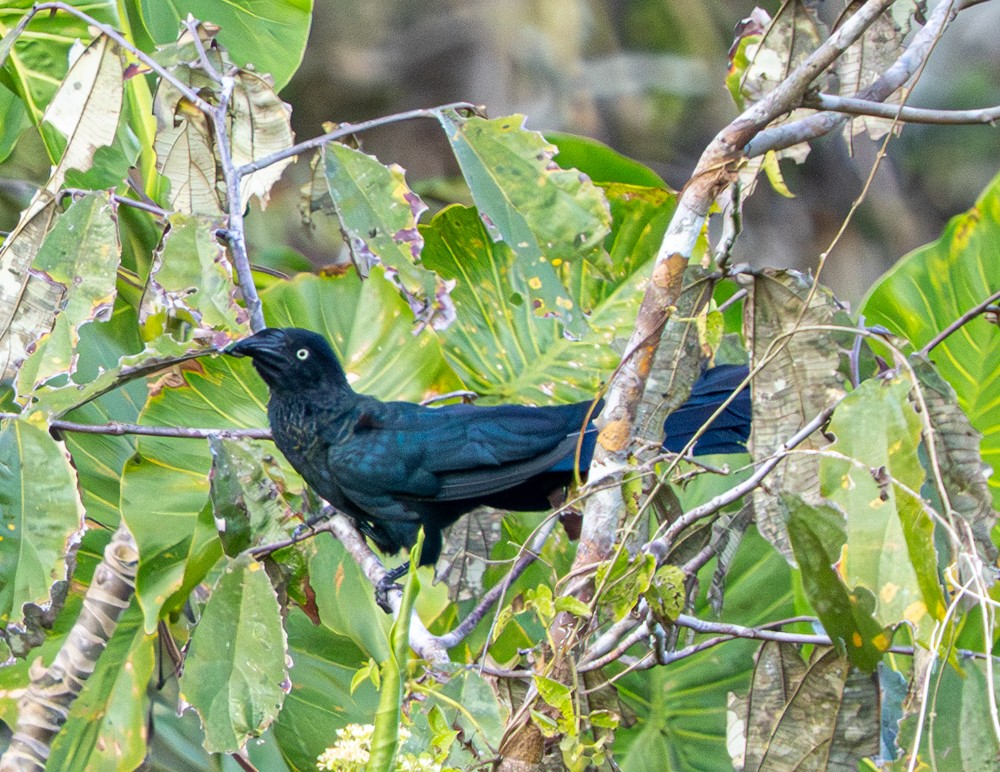 storani - ML646479867