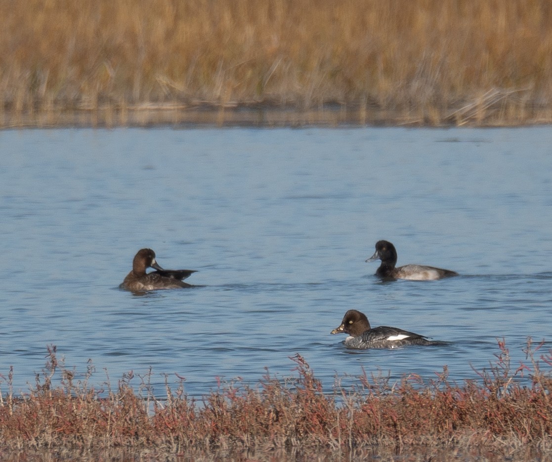 kvinand - ML646479868