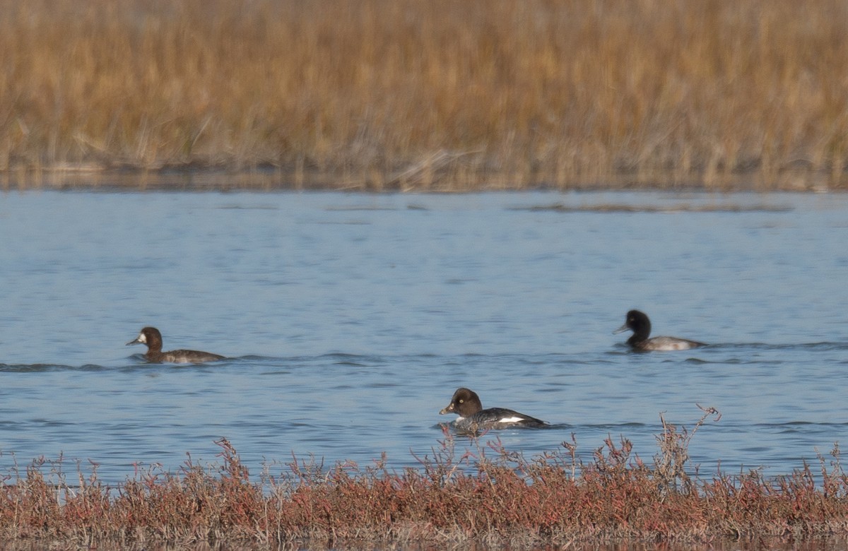 kvinand - ML646479869