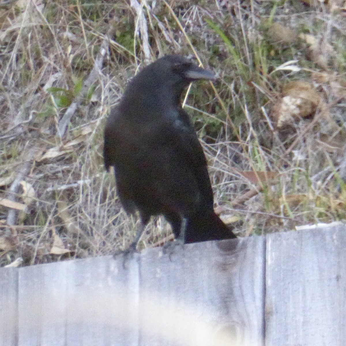 amerikakråke - ML646479871