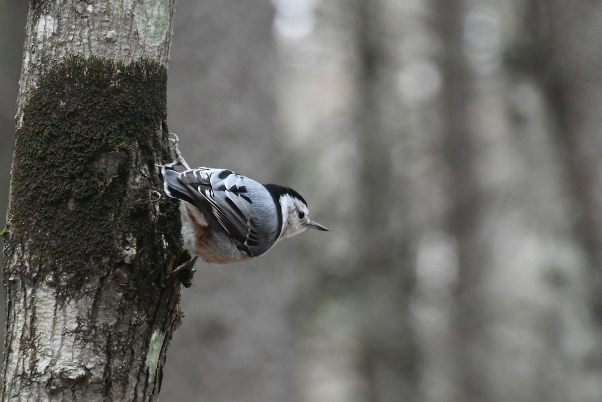 brhlík běloprsý - ML646479872