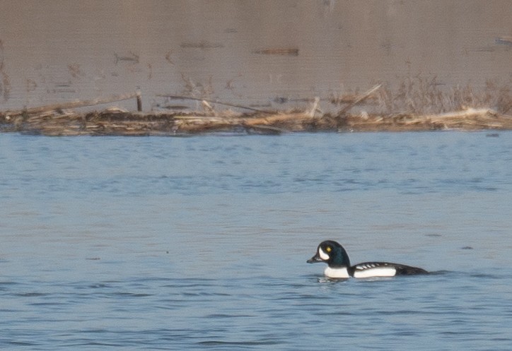 Barrow's Goldeneye - ML646479874