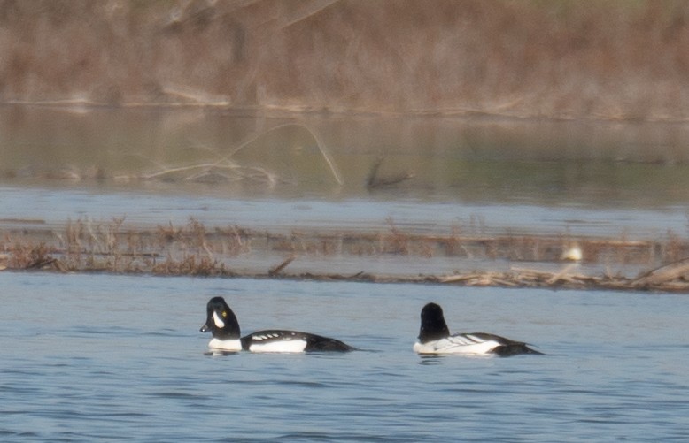 Barrow's Goldeneye - ML646479875