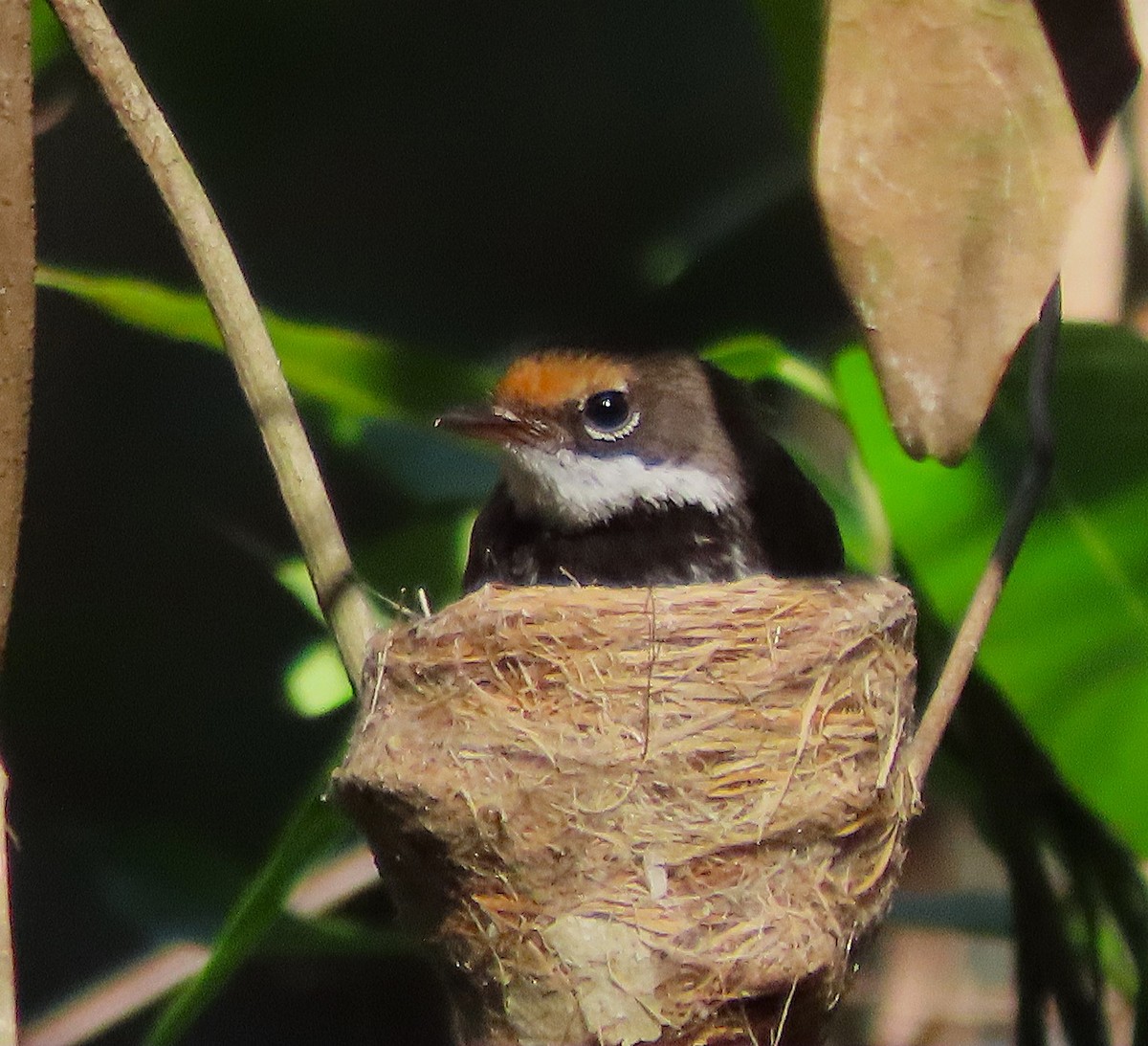Australian Rufous Fantail - ML646479876