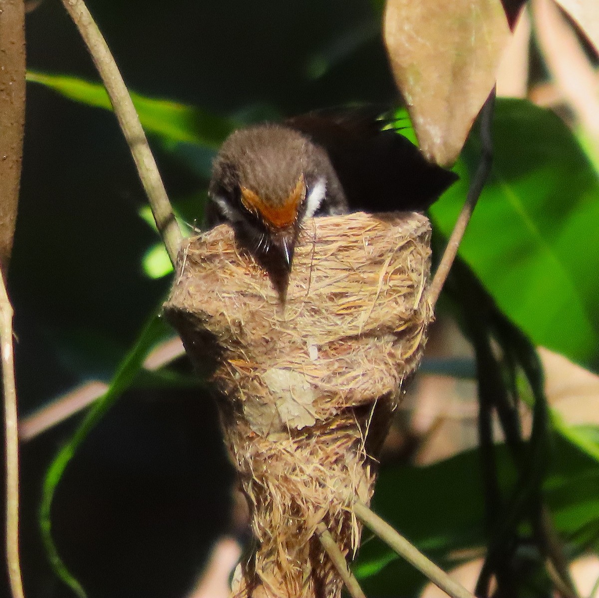 Australian Rufous Fantail - ML646479877