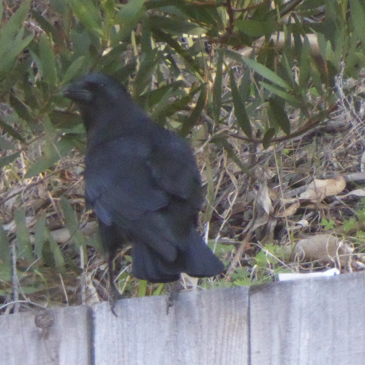 vrána americká - ML646479887