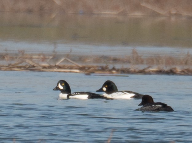 Barrow's Goldeneye - ML646479891