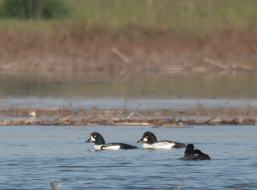Barrow's Goldeneye - ML646479892