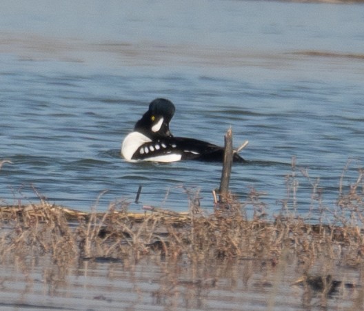 Barrow's Goldeneye - ML646479893
