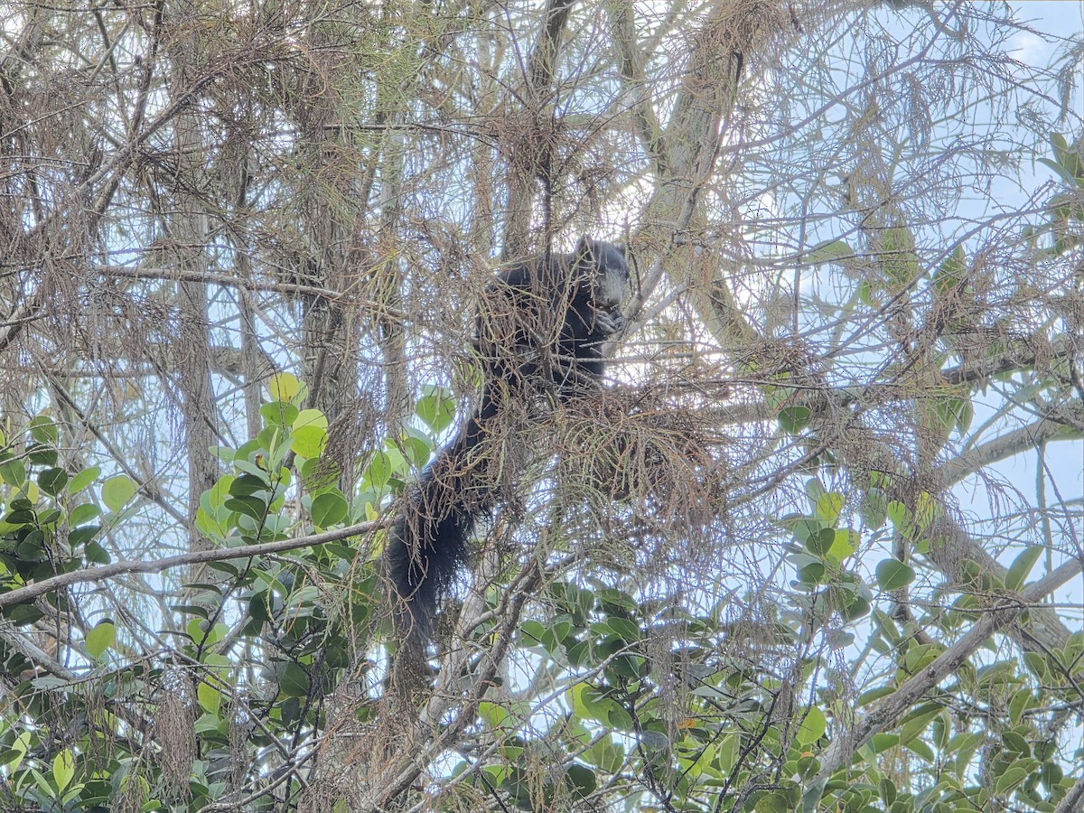 Big Cypress Fox Squirrel - ML646479894