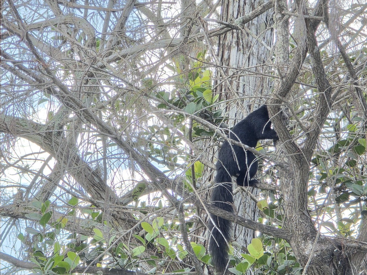 Big Cypress Fox Squirrel - ML646479895