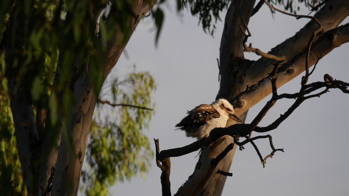 ワライカワセミ - ML646479897