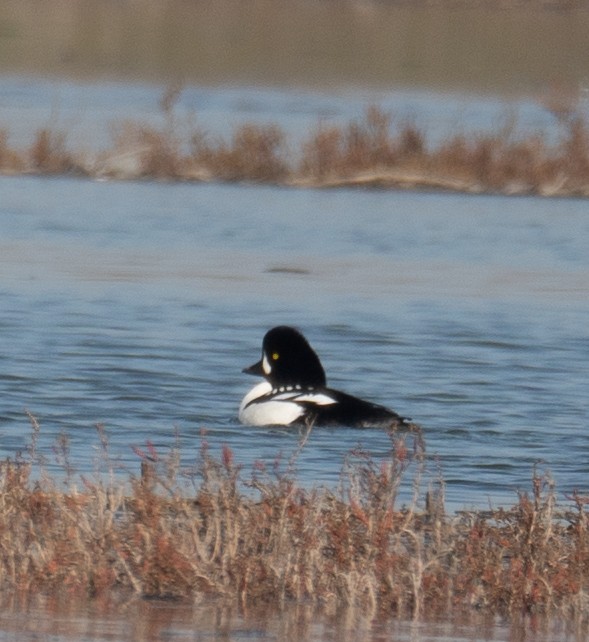 Barrow's Goldeneye - ML646479900