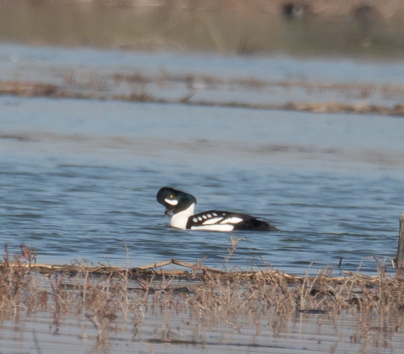 Barrow's Goldeneye - ML646479901
