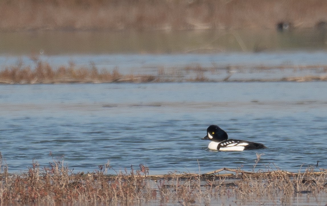 Barrow's Goldeneye - ML646479902