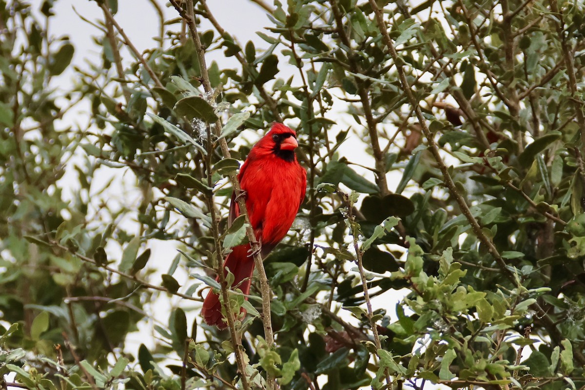 kardinál červený - ML646479904