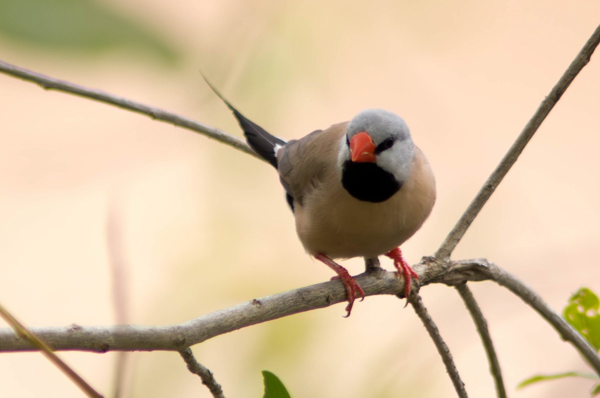 Diamant à longue queue - ML646479905
