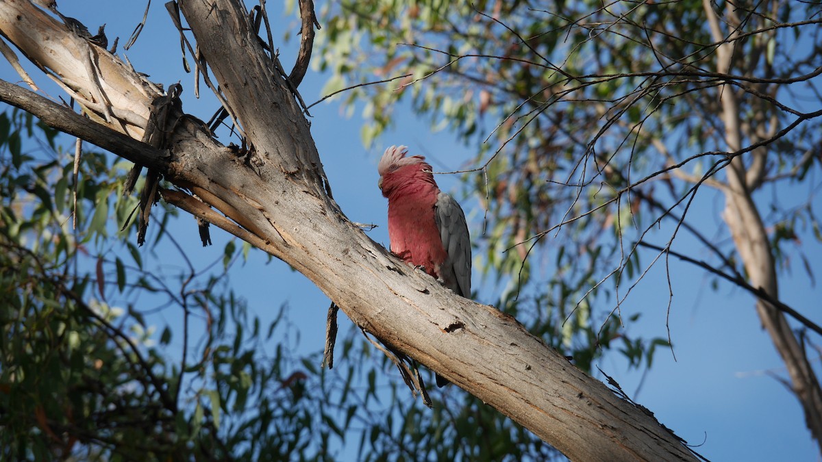 モモイロインコ - ML646479909