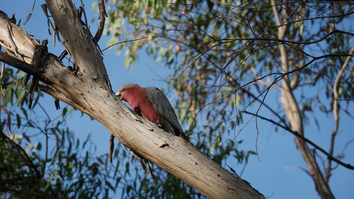 モモイロインコ - ML646479910