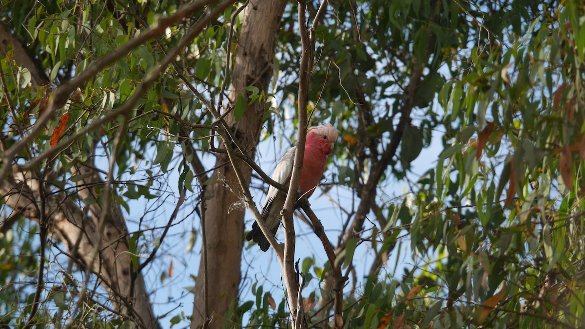 モモイロインコ - ML646479911