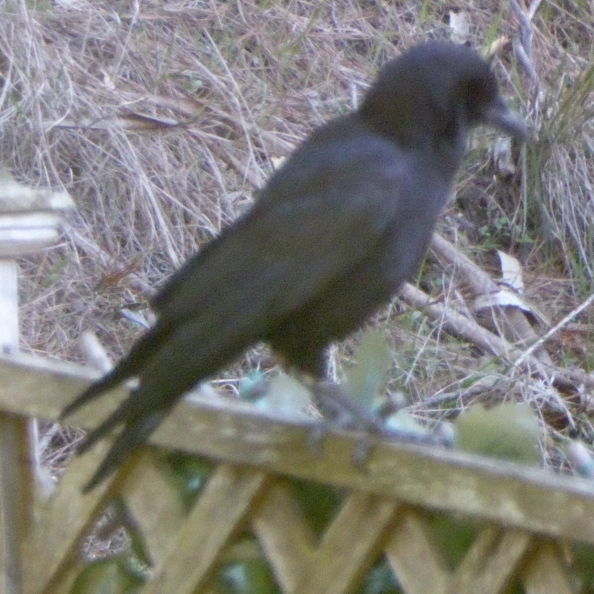 vrána americká - ML646479912