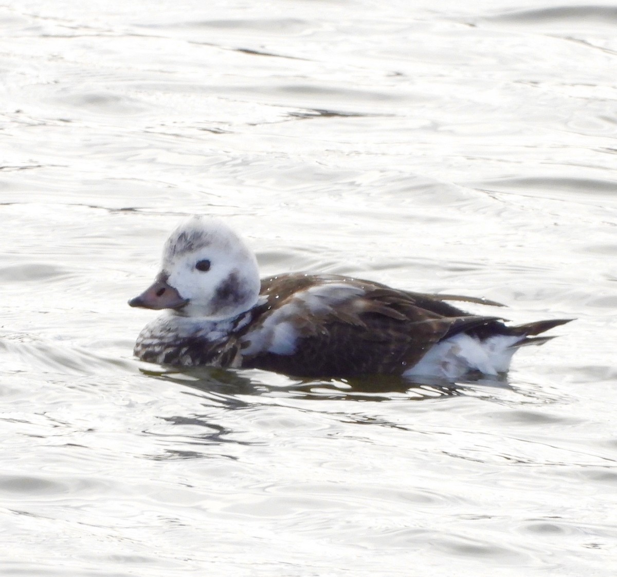 Мөнгөлөг шунгаахай - ML646479913