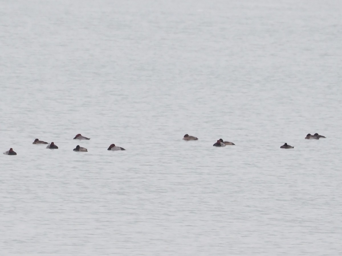 polák americký - ML646479920