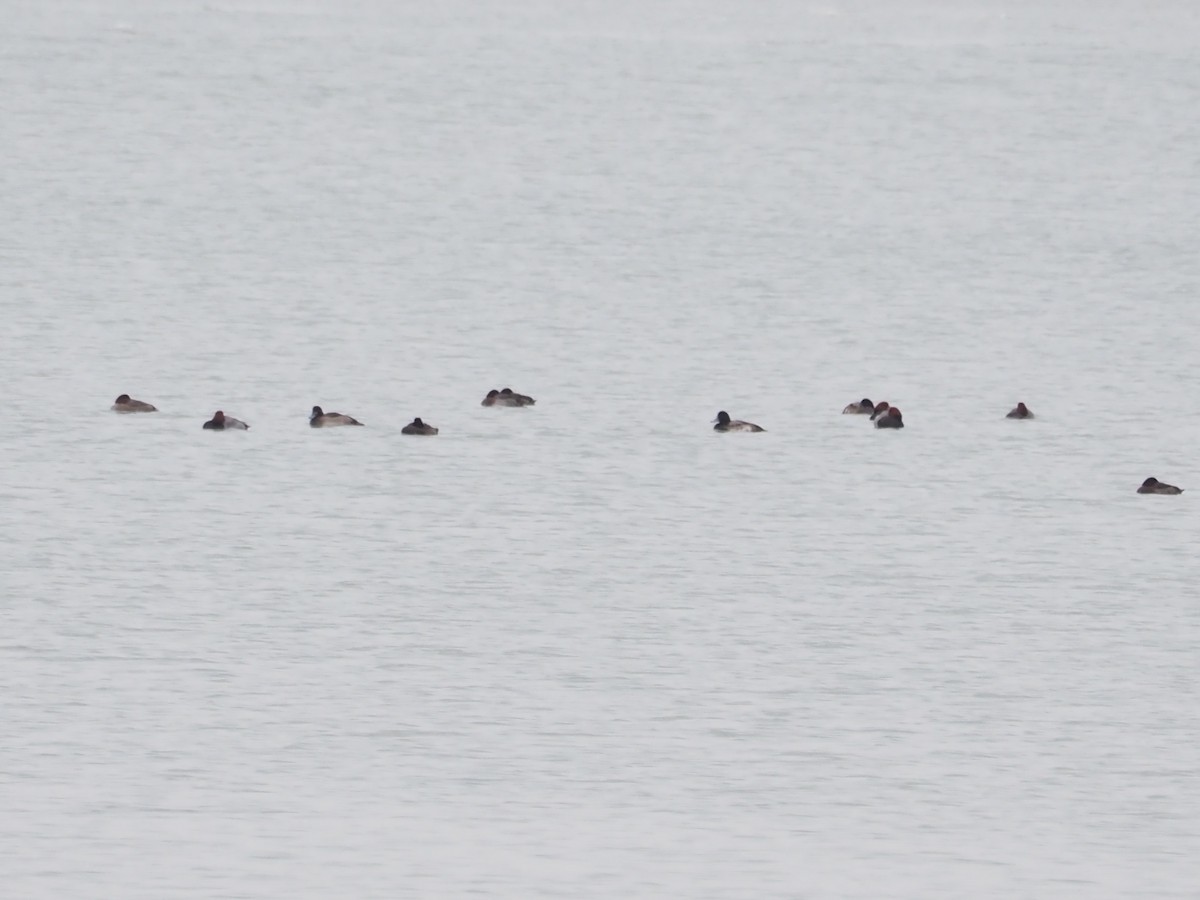 polák americký - ML646479923