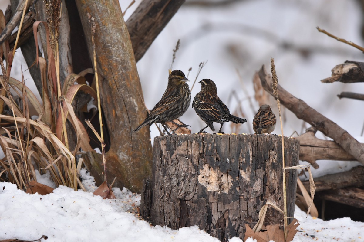 Red-winged Blackbird - ML646479925