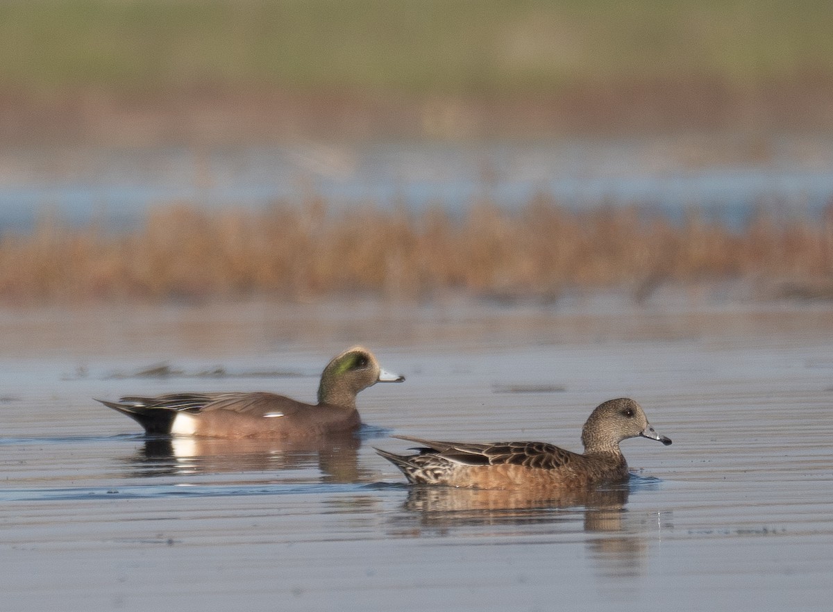 American Wigeon - ML646479926